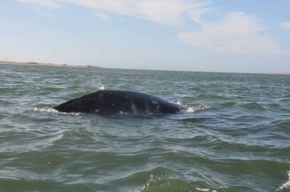 Enorme baleia cinzenta passa perto do nosso barco em Puerto López Mateos, na Baja California - México